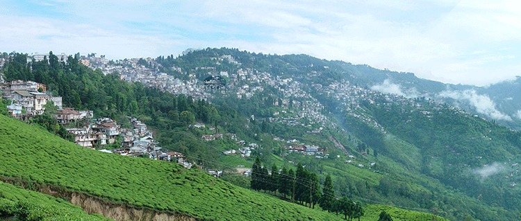 Darjeeling Fog Hill View