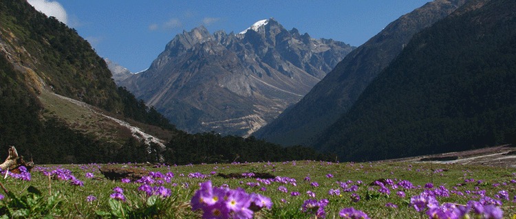 Darjeeling Wild Flower